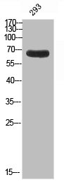 APPBP2 Antibody