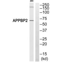 APPBP2 Antibody