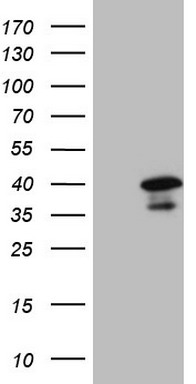 APPL (APPL1) antibody