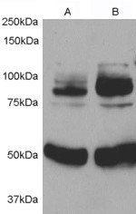 Goat anti-APPL1 Antibody