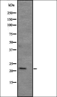 APR3 antibody