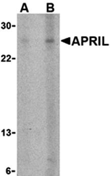 APRIL Antibody