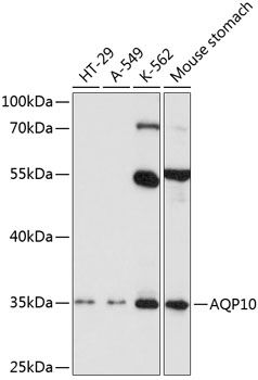 AQP10 antibody