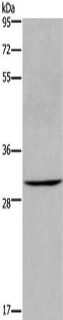 AQP10 antibody