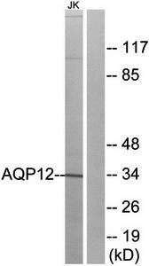 AQP12 antibody