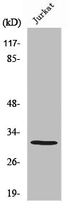 AQP12A antibody