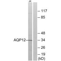 AQP12A antibody