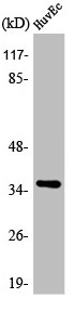 AQP5 Antibody