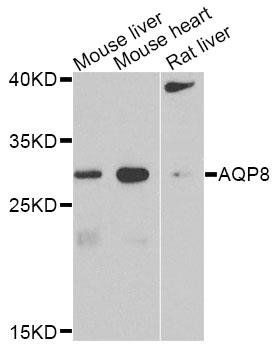 AQP8 antibody
