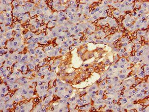 AQP1 Antibody