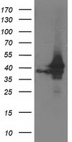 Aquaporin 1 (AQP1) antibody