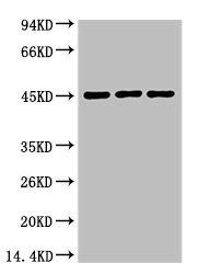 Aquaporin 4 antibody