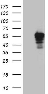 Aquaporin 8 (AQP8) antibody