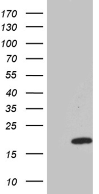 Aquaporin 8 (AQP8) antibody