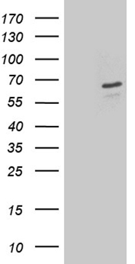 Aquaporin 8 (AQP8) antibody