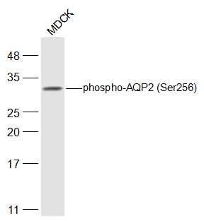 Aquaporin 2 (Phospho-Ser256) antibody