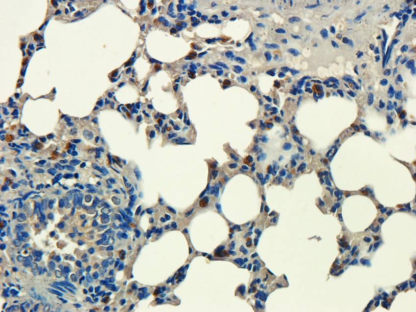Aquaporin 9 Rabbit Polyclonal Antibody