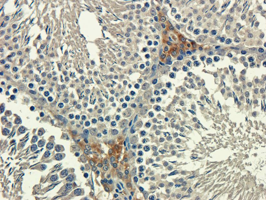 Aquaporin 9 Rabbit Polyclonal Antibody