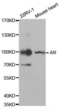 AR antibody