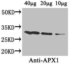 Arabidopsis thaliana APX1 antibody