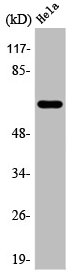 ARAF Antibody