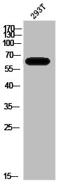 ARAF Antibody