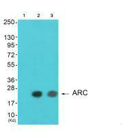 ARC antibody