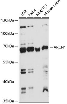 ARCN1 antibody