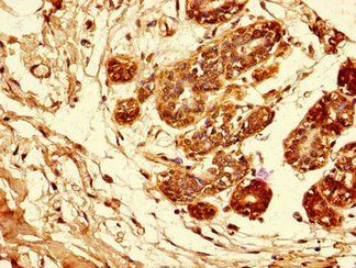 AREG Antibody