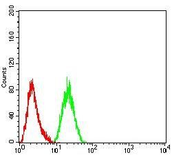 ARF1 Antibody