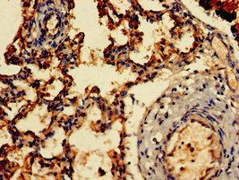 ARF1 Antibody