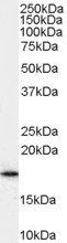 Goat anti-ARF1 (variants 1-4) Antibody