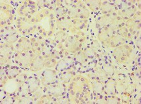 ARF3 Antibody