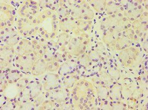 ARF3 antibody