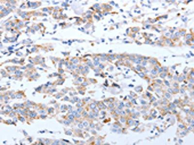 ARF4 Antibody