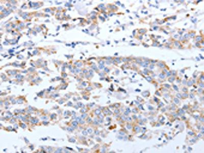 ARF4 antibody