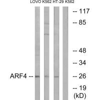 ARF4 antibody