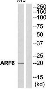 ARF6 Antibody