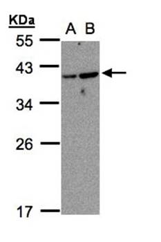 ARF7 antibody