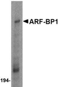 ARF-BP1 Antibody