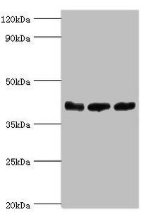 ARFGAP1 antibody