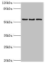 ARFGAP3 antibody