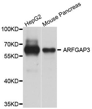 ARFGAP3 antibody