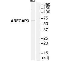 ARFGAP3 antibody