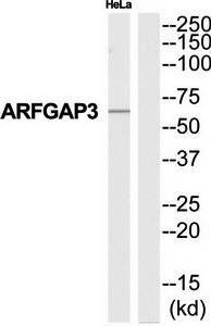 ARFGAP3 Antibody