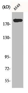 ARFGEF2 antibody