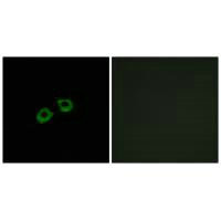 ARFGEF2 Antibody