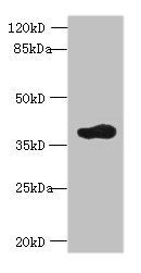 ARFIP2 antibody