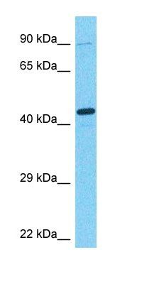 ARFP2 antibody