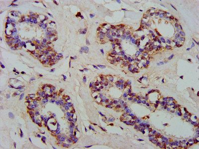 ARFRP1 Antibody